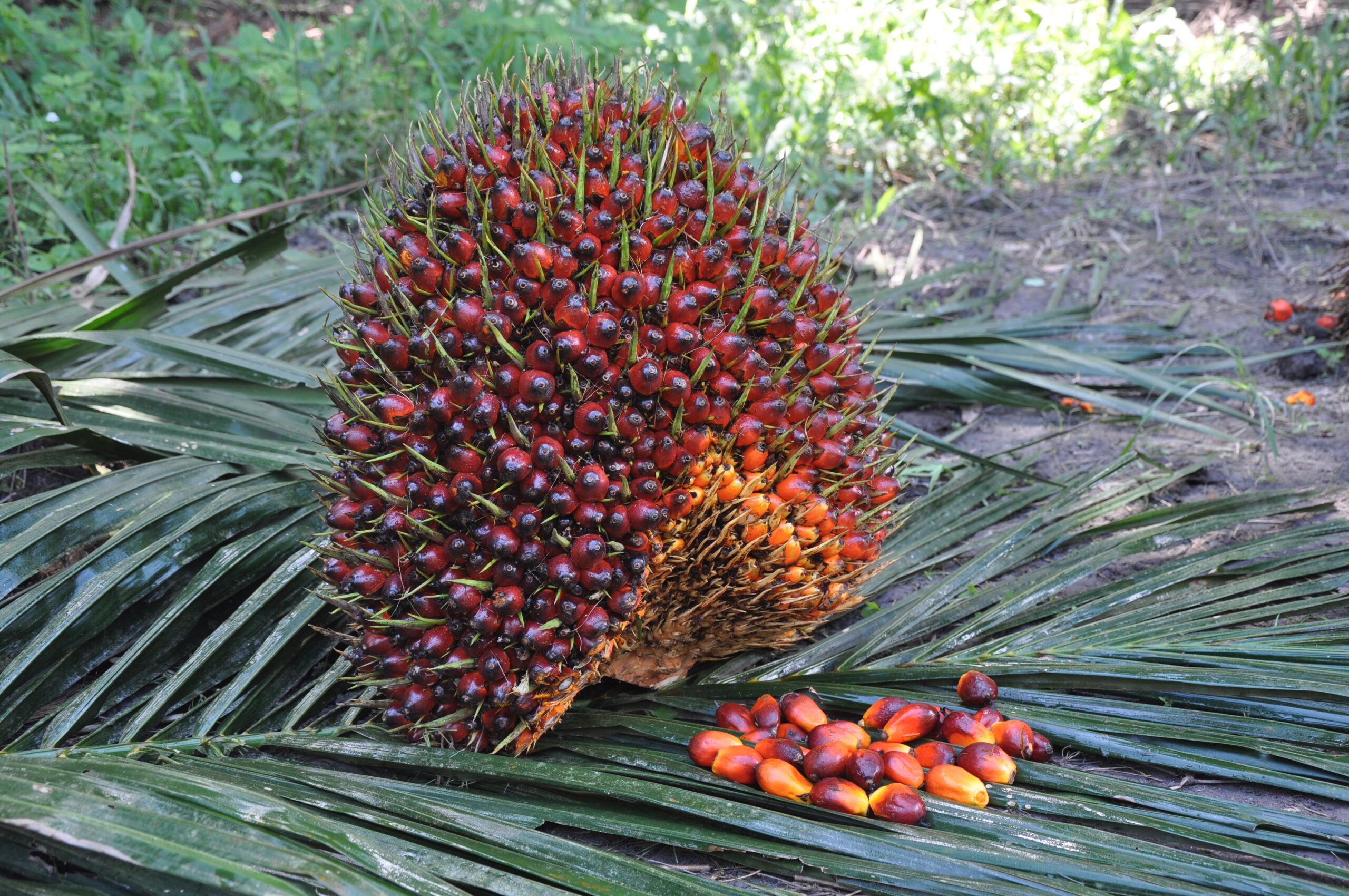 Dampak Perampasan Tanah Warga oleh Perusahaan